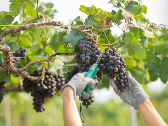 Projetos apoiados pela Cebrasse para fortalecer a vitivinicultura paulista avançam na Alesp